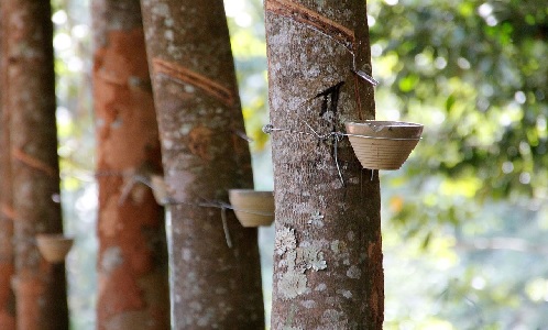 Sản xuất, tiêu thụ cao su tự nhiên đều tăng hơn 4% trong 2 tháng đầu n